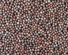 Black Mustard required in Sambhal