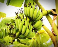 Red Banana required in Tirupati
