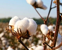 American Cotton required in Erode