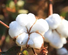 Desi Cotton required in Nagarkurnool