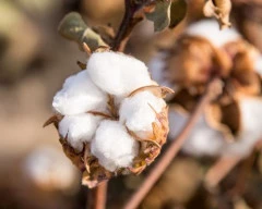 Normal Cotton required in Dhar