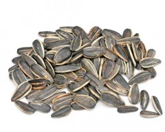 Dried Sunflower Seed required in New Delhi