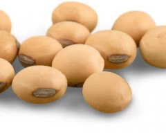 Dried Soyabean required in Etawah