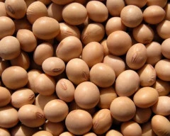 Normal Soyabean required in Belagavi