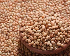 Normal Soyabean required in Nagpur