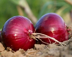 Red Onion for sale in Chittorgarh