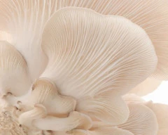 Oyster Mushroom for sale in Sangli
