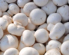 Button Mushroom required in Seoni