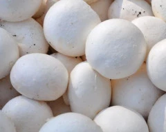 Oyster Mushroom for sale in Rajkot