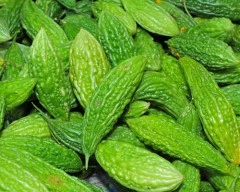 Hybrid Bitter gourd required in Balasore
