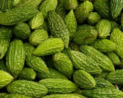 Hybrid Bitter gourd required in Birbhum