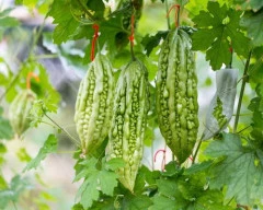 Normal Bitter gourd required in Chhindwara