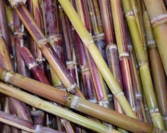 Normal Sugarcane required in Bengaluru Rural