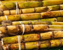 Co 0238 (Karan 4) Sugarcane for sale in Shamli