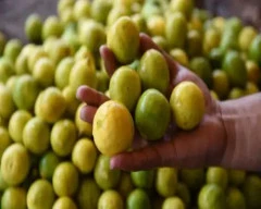 A Grade Quality Lemon for sale in Vijayapura