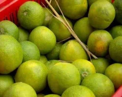 Normal Mosambi for sale in Beed