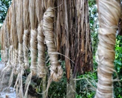 A Grade Quality Jute for sale in Murshidabad