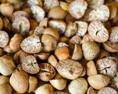 Gini Arecanut required in Dakshina Kannada