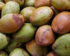 Normal Tender Coconut required in Kalaburagi
