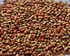 Seed Dhaincha required in Agra