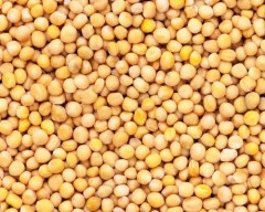 Yellow Mustard required in Cuttack