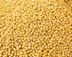 Yellow Mustard required in Sitamarhi