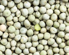 Dried green Green Peas required in Mumbai City