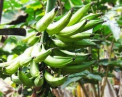 Nendran Banana required in Ernakulam