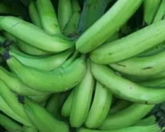 Nendran Banana required in Coimbatore