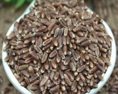 Black Wheat Wheat required in Lucknow
