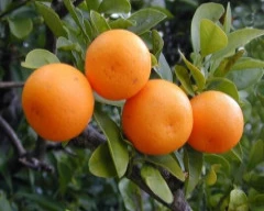 Normal Kinnow for sale in Jhunjhunu