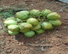 Normal Tender Coconut for sale in Jaipur