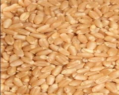 A Grade Quality Wheat for sale in Indore