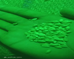 A Grade Quality Wheat for sale in Tikamgarh