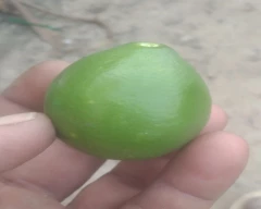 B Grade Quality Lemon for sale in Hisar