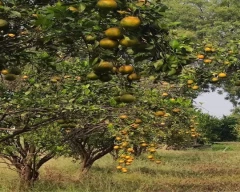 A Grade Quality Orange for sale in Amravati