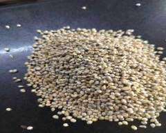 A Grade Quality Bajra for sale in Solapur