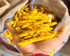 Dry Finger Turmeric for sale in Guntur