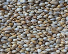 A Grade Quality Bajra for sale in Sangli