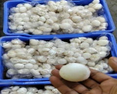Button Mushroom for sale in Siwan