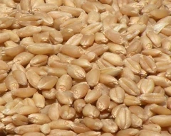 Shree Ram 303 Wheat for sale in Maharajganj