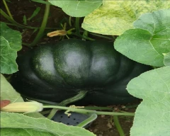 Normal Pumpkin for sale in Jalgaon