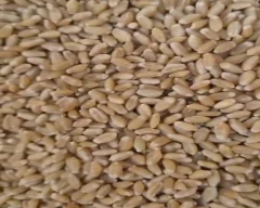 Milling Wheat for sale in Shajapur
