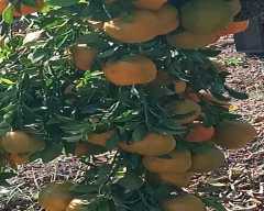 A Grade Quality Orange for sale in Neemuch