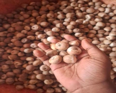 Normal Arecanut for sale in Kozhikode