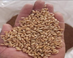 A Grade Quality Wheat for sale in Indore