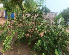 B Grade Quality Lemon for sale in East Godavari