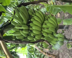 G-9 Banana for sale in Jalgaon