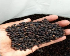9 MM Pepper for sale in Bijnor
