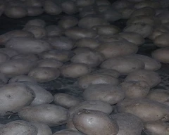 Chipsona Potato for sale in Farrukhabad